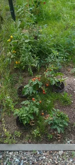 IMG_20240818_084850_compress63.jpg