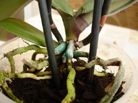 DSC00412_resize.JPG