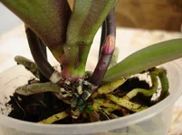 DSC00413_resize.webp