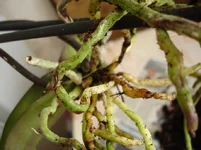 DSC00416_resize.webp