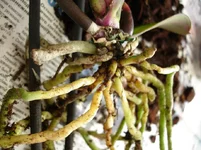 DSC00417_resize.webp