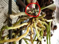 DSC00417_resize.webp