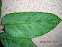 Aglaonema B.J. Freedman 7.JPG