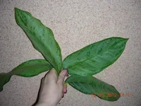 Aglaonema B.J. Freedman.JPG