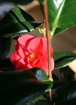 kamelia 006.webp