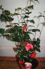 kamelia 009.webp