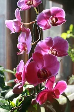 kamelia 011.webp