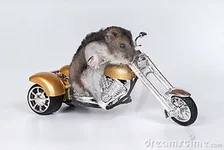 1268594533690v5G.webp
