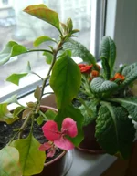 .webp