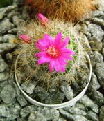 _1.webp