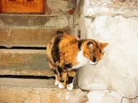 kote12.webp