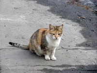 kote11.webp