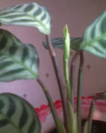 DSC00738.webp