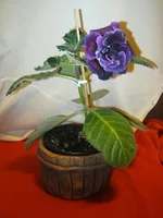 IMG_8210.jpg