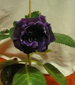 IMG_8212.webp