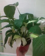 DSC00743.webp