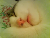 DSC00236.webp