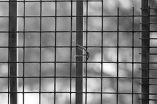 Cage.jpg