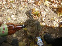 kote2005.jpg