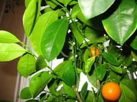 IMG_2031.webp