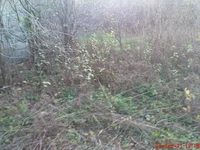 DSC01194.jpg