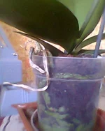 0081.webp