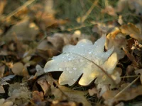 R5286019.webp