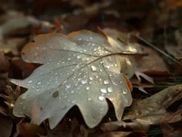 R5286024.webp
