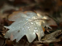 R5286025.webp