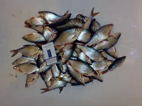 23032012033.webp