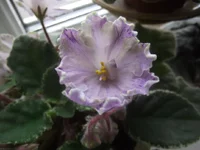 Ma's Prince Froggie.webp