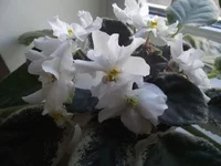 Ma's White elephant.webp