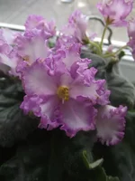 Pity Tom and Lace.webp