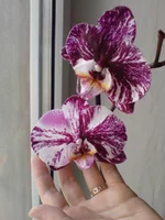 DSC03328.webp