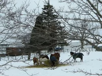 Canada 08 03  w.webp
