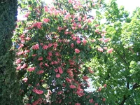 IMG_3855.webp