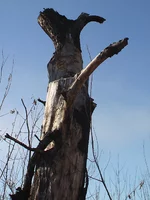 IMGA0245.webp