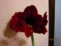 Resize of IMG_0282.webp