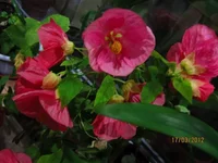 Resize of IMG_0296.webp