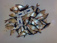 23032012033.webp