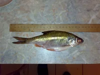 25032012034.webp