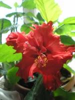 красный махровый 1.webp красный махровый 1.webp