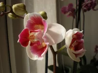 SN39п.webp