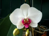 Dtps. City Girl.webp