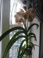 IMG_0424.webp