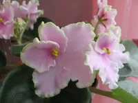 Pink Summit 074.webp