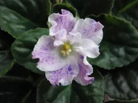 Playful Spectrum  077.webp