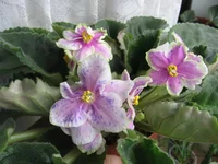 Rebel's Splatter Kake 080.webp