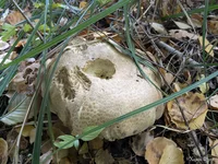 PXL_20241011_133553605.jpg