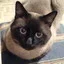 DSC00264.webp